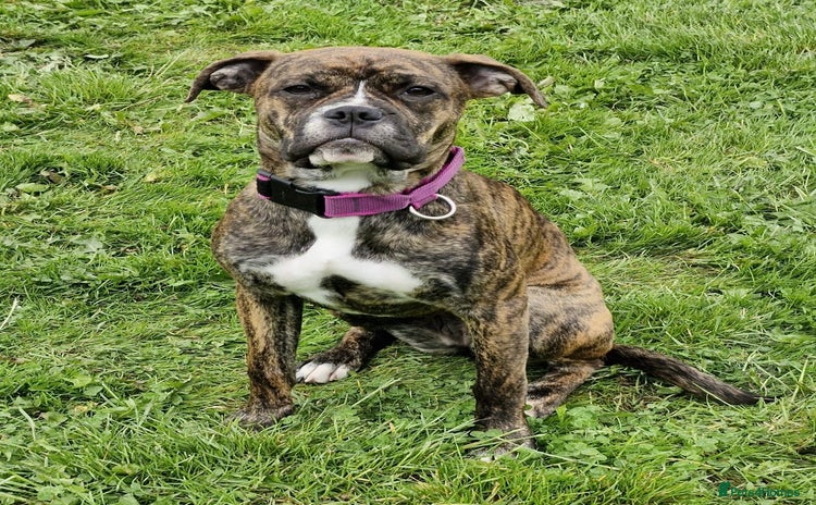 Mixed Breed dogs in Newark - Advert 4