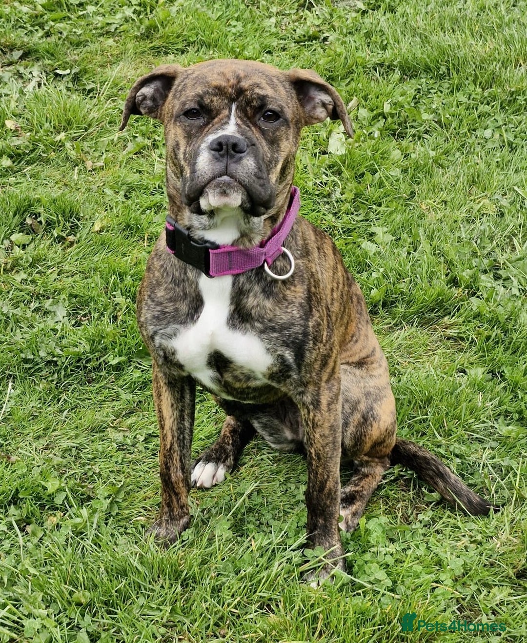 Mixed Breed dogs for sale: Gorgeous Boxer Cross - Female in Newark - Image 1