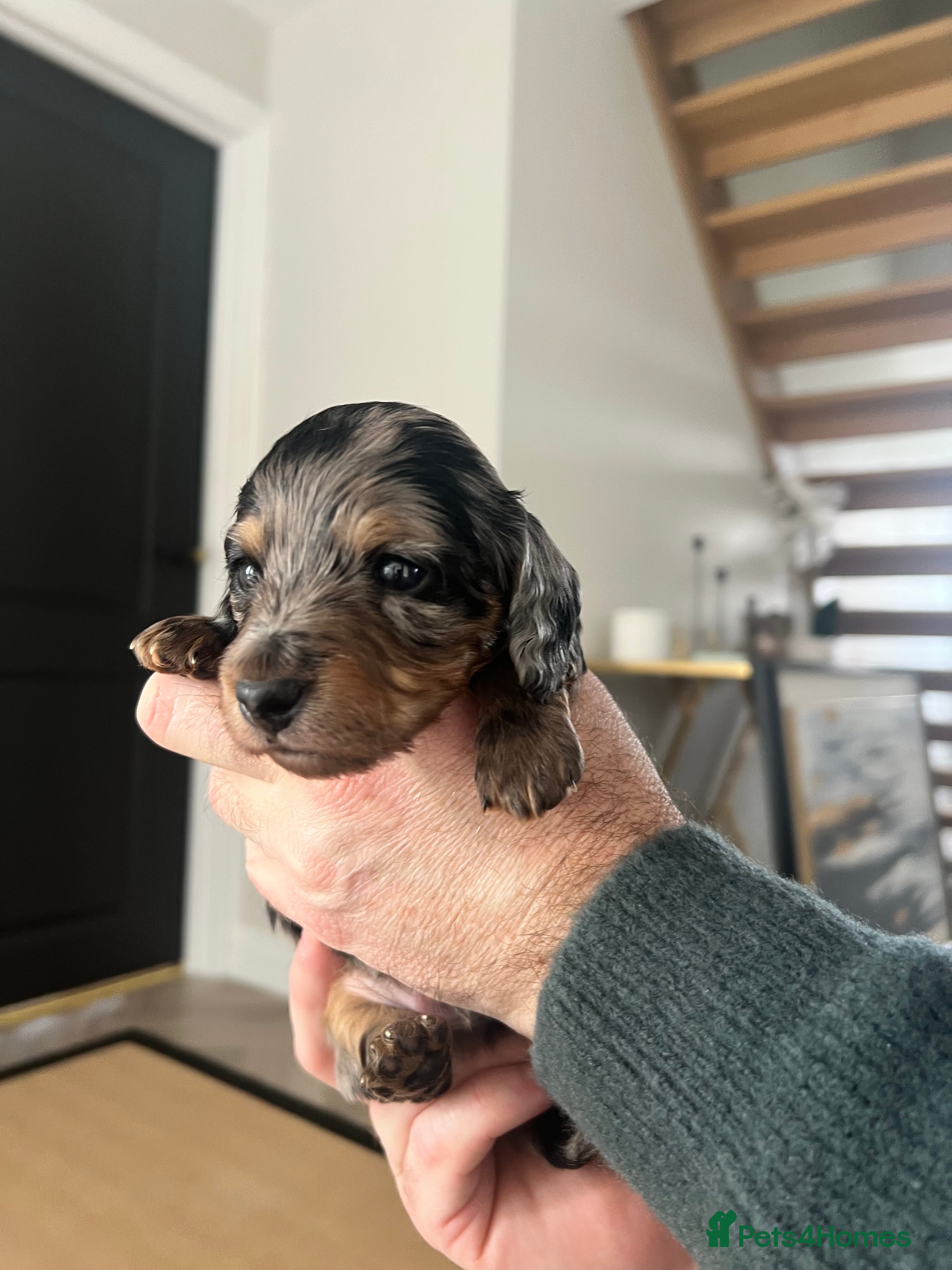 Miniature Dachshund dogs Silver Dapple & Tan Miniature Dachshund  - Advert 16