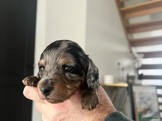 Miniature Dachshund dogs Silver Dapple & Tan Miniature Dachshund - Advert 16