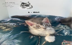 Maine Coon cats for sale: Russian Lane Shaded Maine Coon  - Image 4