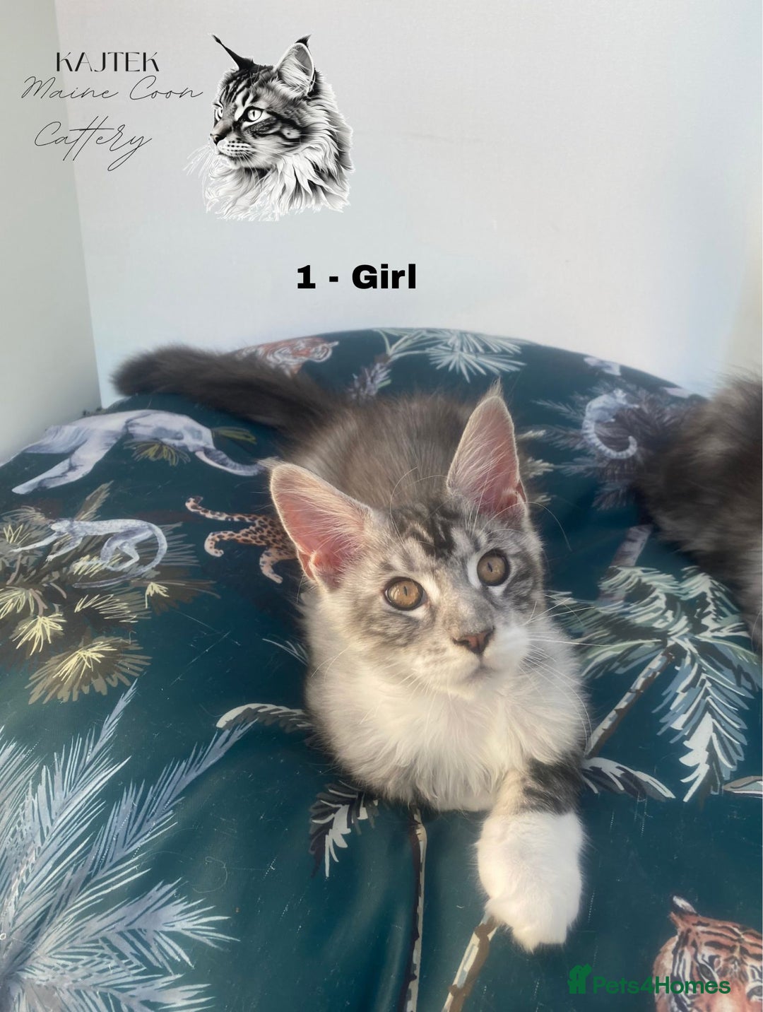Maine Coon cats for sale: Russian Lane Shaded Maine Coon  - Image 4