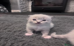 Ragdoll cats for sale: Gorgeous pedigree Ragdoll kittens  - Image 9