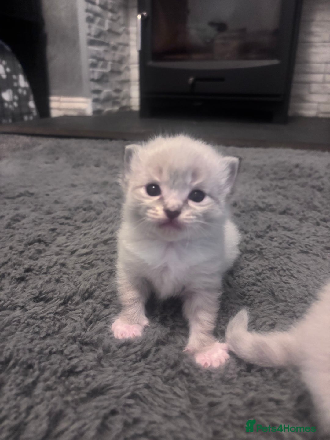 Ragdoll cats for sale: Gorgeous pedigree Ragdoll kittens  - Image 9
