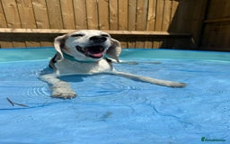 Beagle dogs for sale: Loving Home For Sam - Image 2