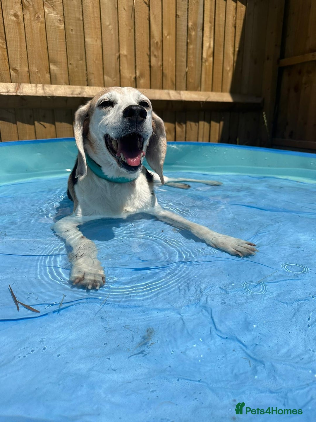 Beagle dogs for sale: Loving Home For Sam - Image 2