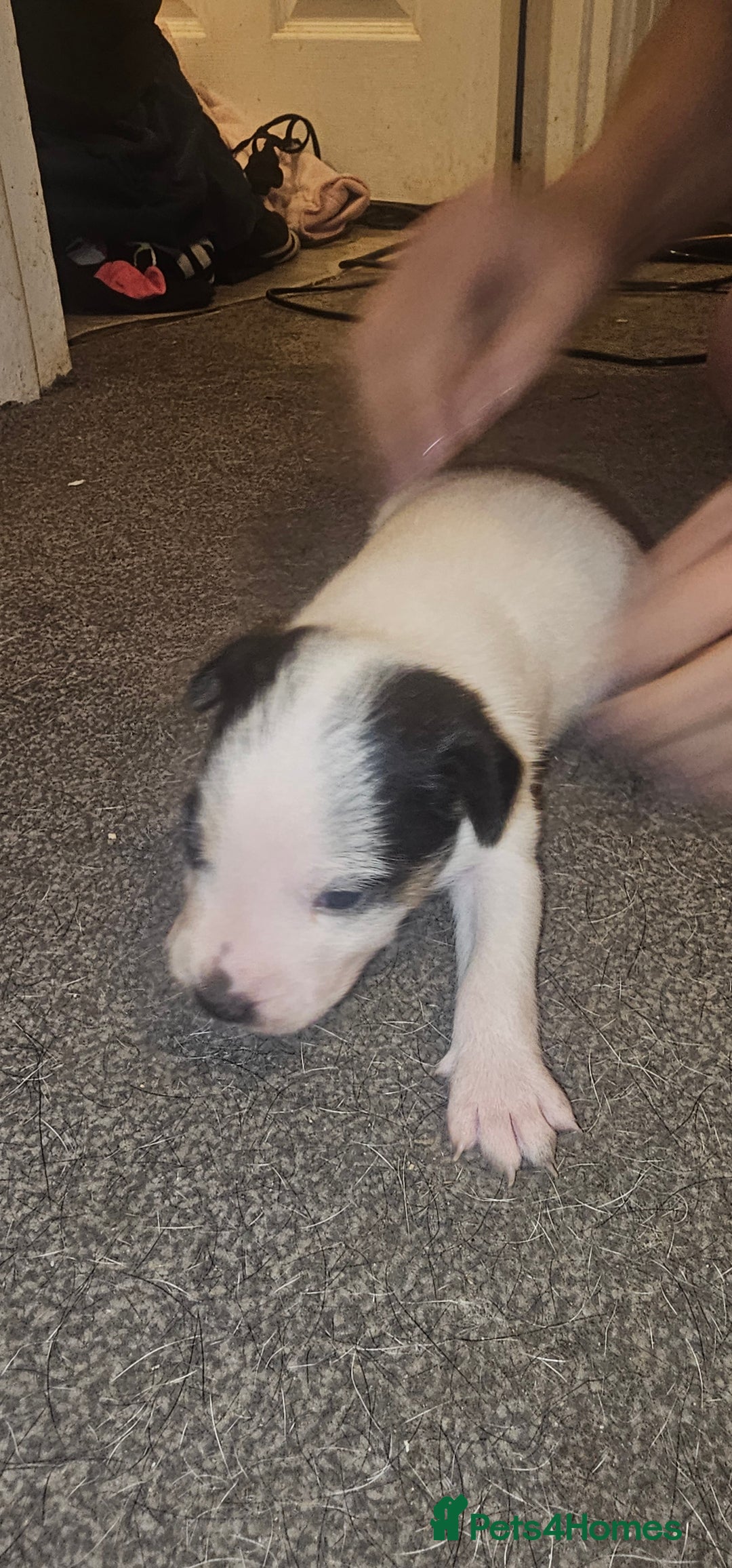 Patterjack dogs for sale: Patterjacks  - Advert 2