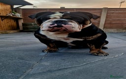 Olde English Bulldogge dogs for stud: Olde English Bulldogge (Black, white and brindle) - Image 25