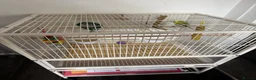 Budgerigars birds for sale: Make and female budgie with cage. - Advert 5