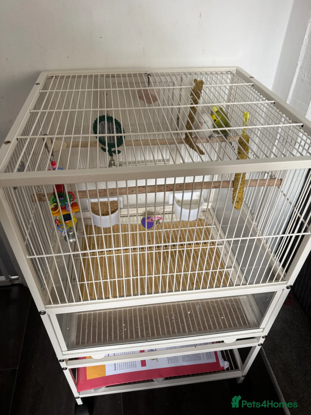 Budgerigars birds for sale: Make and female budgie with cage. - Advert 5