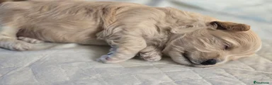 Maltipoo 3