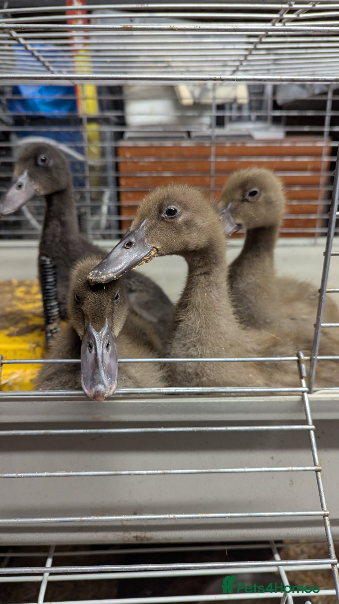 Ducks poultry for sale: 4 ducklings looking for homen - Advert 1