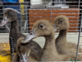 Ducks poultry 4 ducklings looking for homen - Advert 1