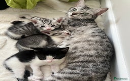 Mixed Breed cats for sale: Six adorable mixed silver striped bengal kittens  - Image 11
