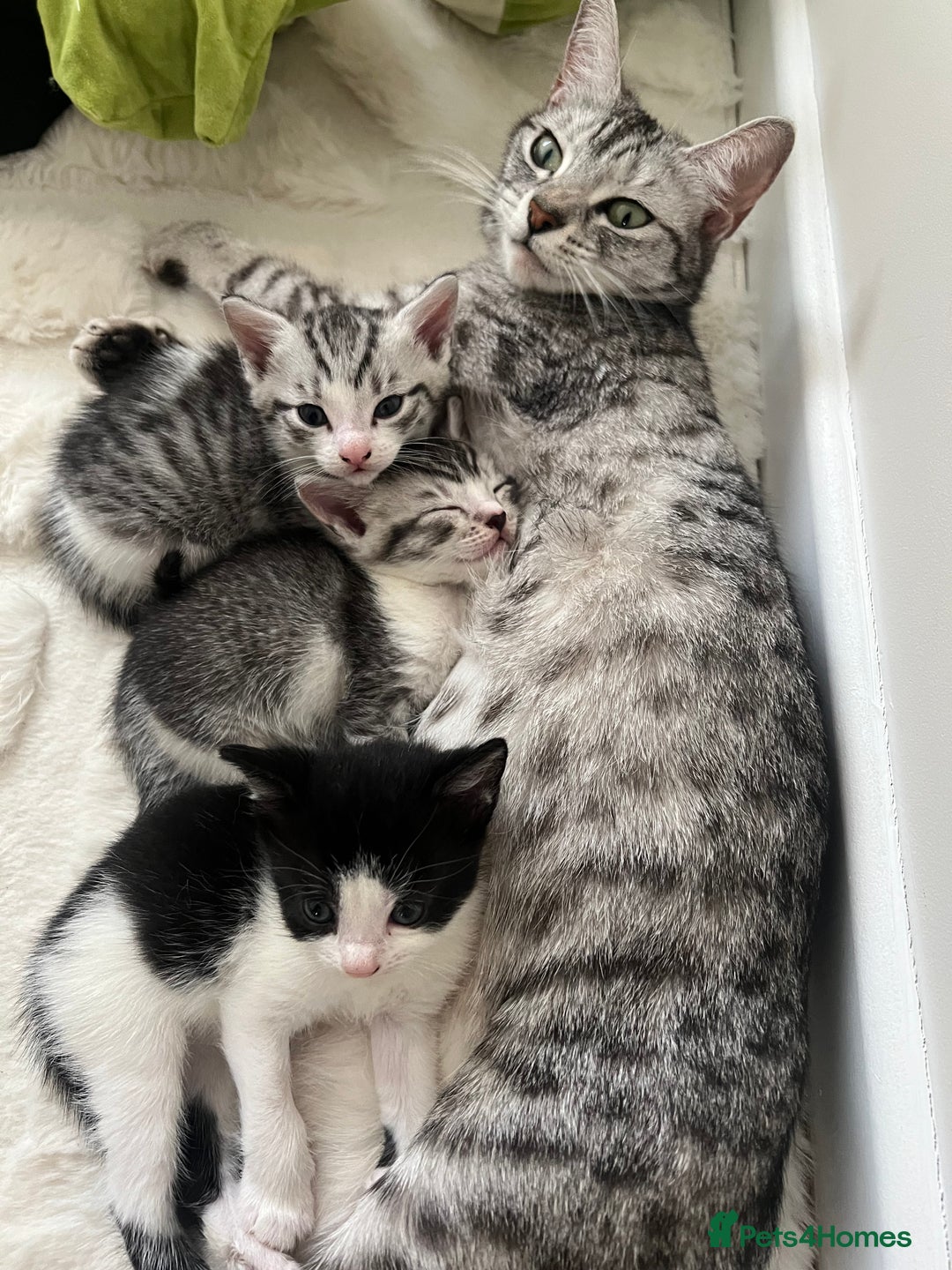 Mixed Breed cats for sale: Six adorable mixed silver striped bengal kittens  - Image 11