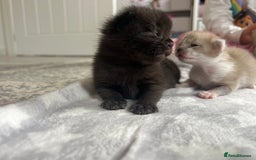 Ragdoll cats for sale: Ragdoll kittens £600-£1,000 - Image 12