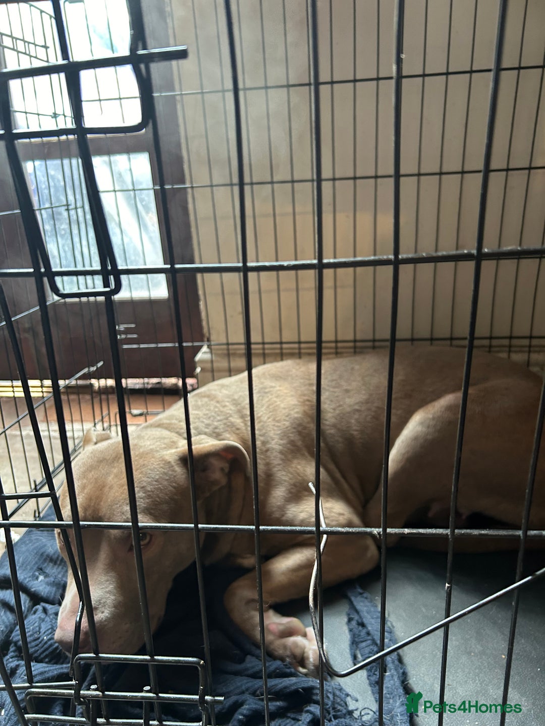 Mixed Breed dogs for sale: Dog Looking to be rehomed - Image 3