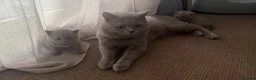 British Shorthair cats for sale: Last 3 BSH kittens available of a litter of 5  - Advert 5