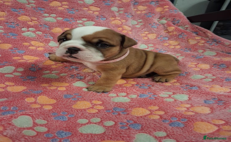 English Bulldog dogs - Advert 1