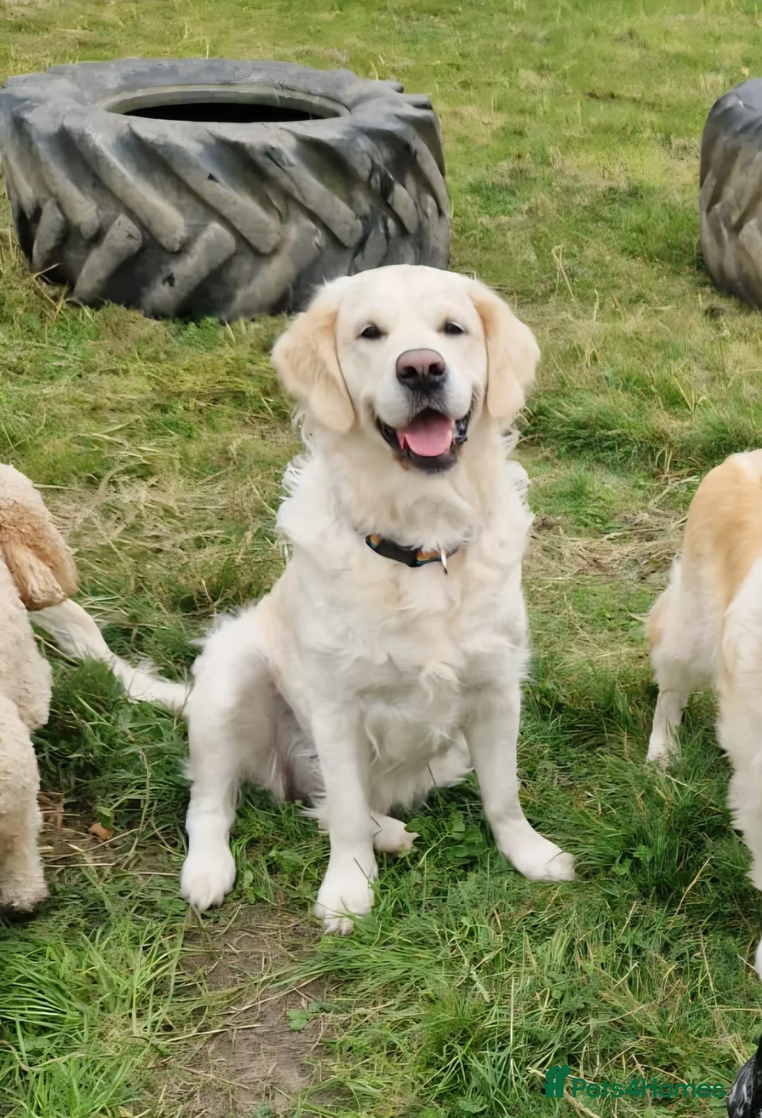 Golden Retriever dogs for sale: Stunning Cream KC registered Golden Retrievers  - Advert 29