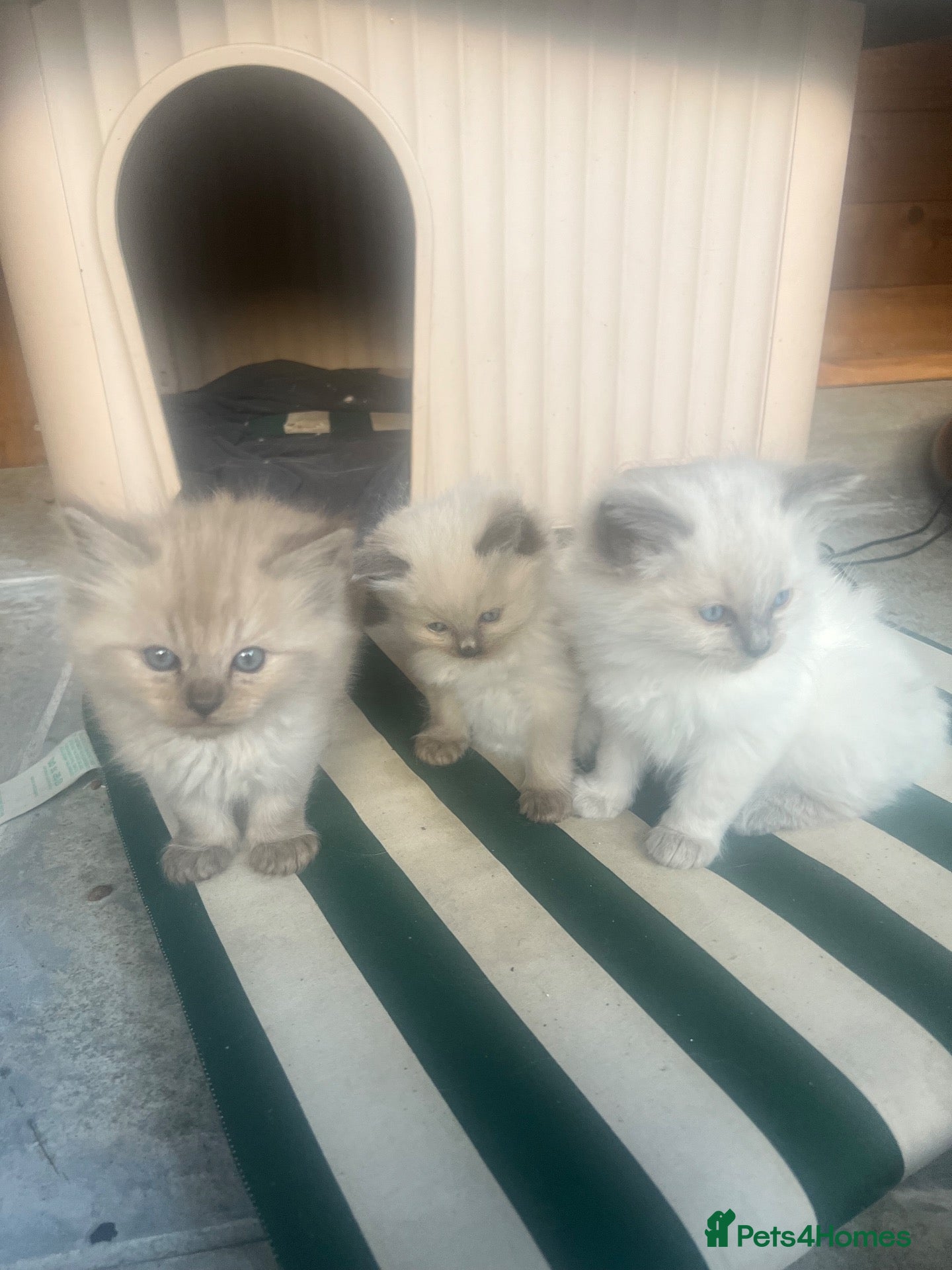 Ragdoll cats 🐾 Beautiful Kittens♥️♥️♥️ - Advert 17