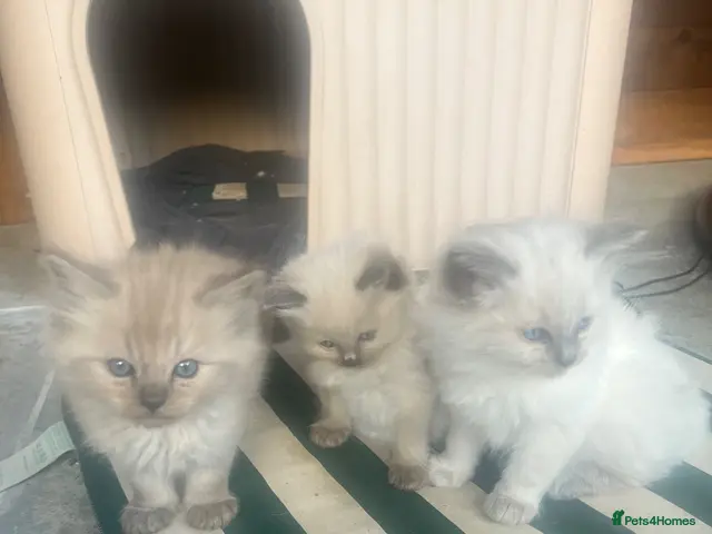 Ragdoll cats for sale: 🐾 Beautiful Kittens♥️♥️♥️ - Advert 3