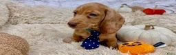 Dachshund dogs for sale: HIGH QUALITY MINIATURE DACHSHUND PUPPIES - Advert 28