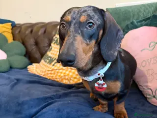 Miniature Dachshund dogs Handsome male mini dachshund - Advert 1