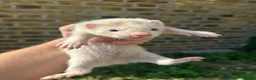 Ferret rodents for sale: Ferret kits - Advert 6