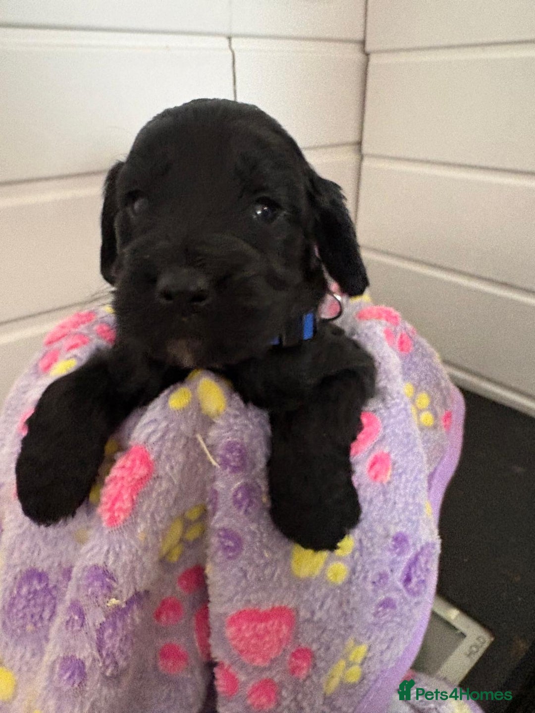 Cockapoo dogs for sale: 5 cockapoo puppy ready 13nov  - Image 20