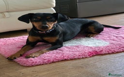 Mixed Breed dogs for sale: Beautiful Cocker Spaniel x Miniature Pinscher Girl - Image 2