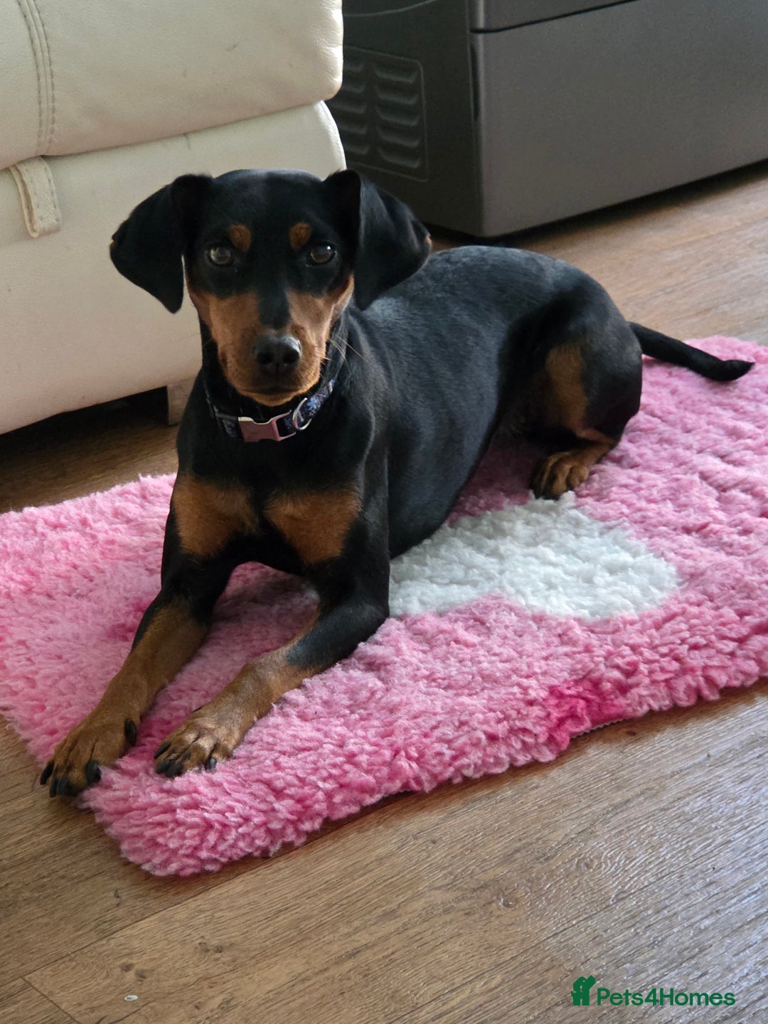 Mixed Breed dogs for sale: Beautiful Cocker Spaniel x Miniature Pinscher Girl - Image 2