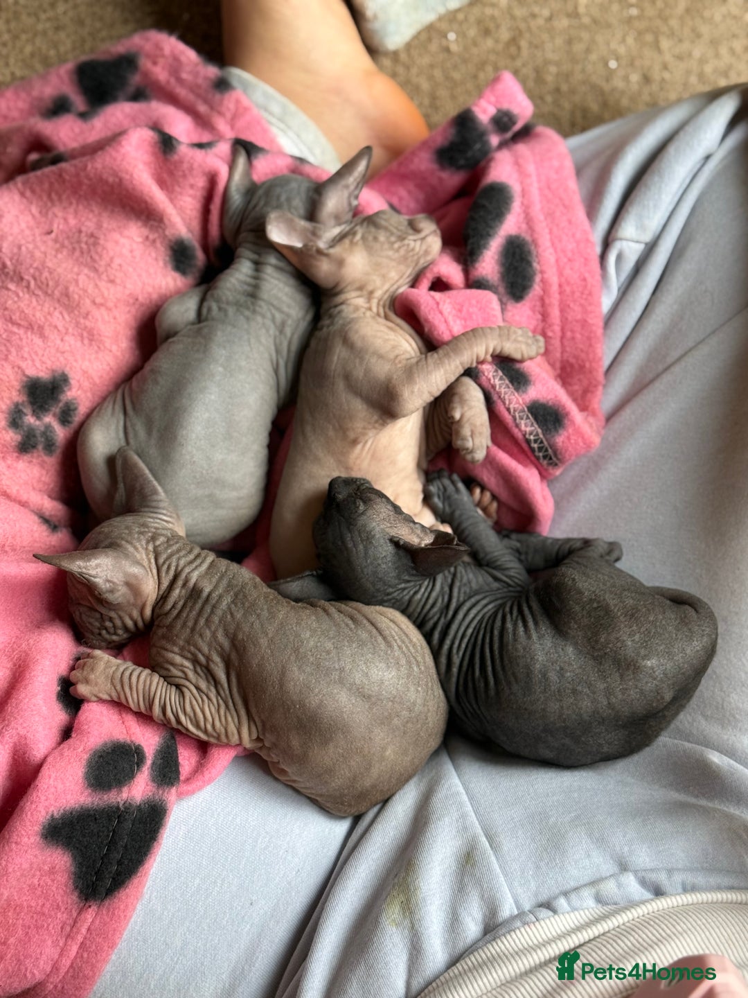 Sphynx cats for sale: ✨ Gorgeous Chunky Sphynx Kittens – Ready Soon! ✨ - Advert 10