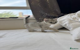 British Shorthair cats for sale: BSH kitten classic & chinchilla bloodline - Image 26