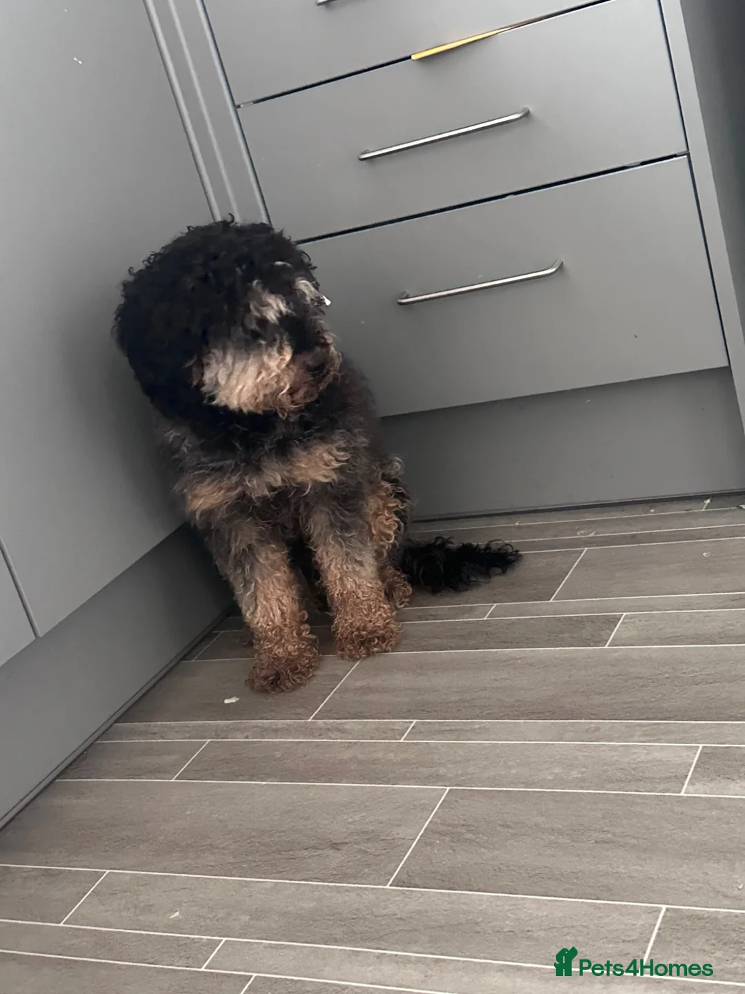 Cockapoo dogs for sale: Teddy - Advert 2