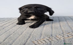Cocker Spaniel dogs for sale: Adorable cocker pups  - Image 4