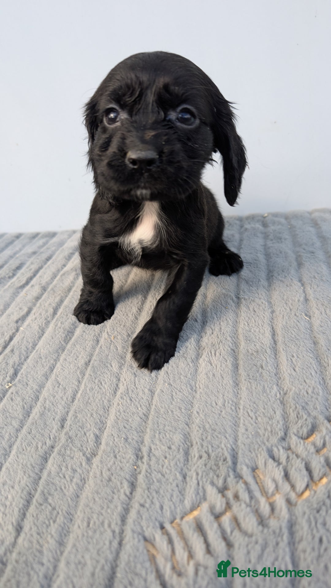 Cocker Spaniel dogs for sale: Adorable cocker pups  - Image 4