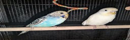 Budgerigars birds for sale: Budgie - Advert 2