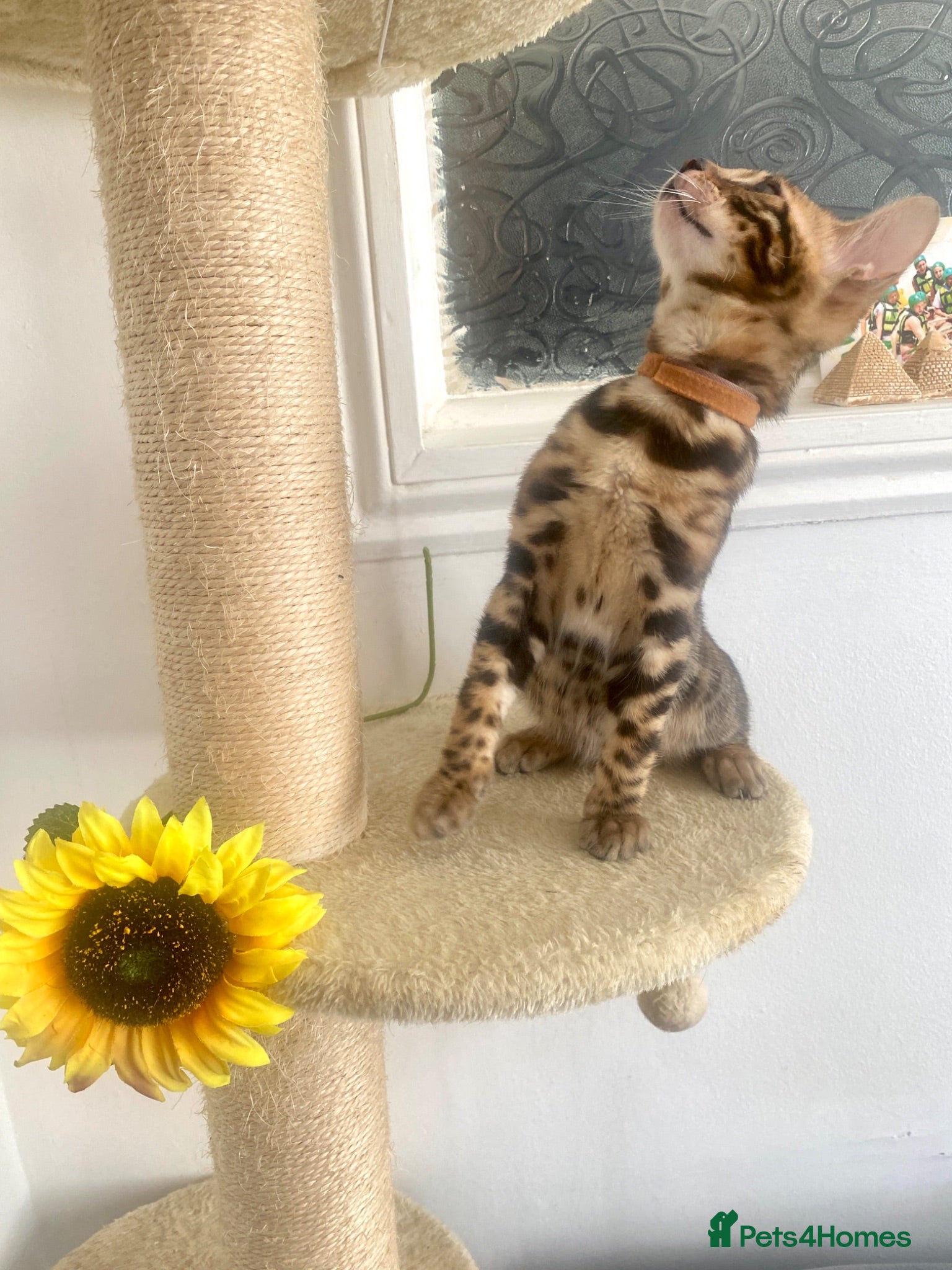 Bengal cats ✨✨ONLY 3 Boys 😻LEFT  - Advert 2