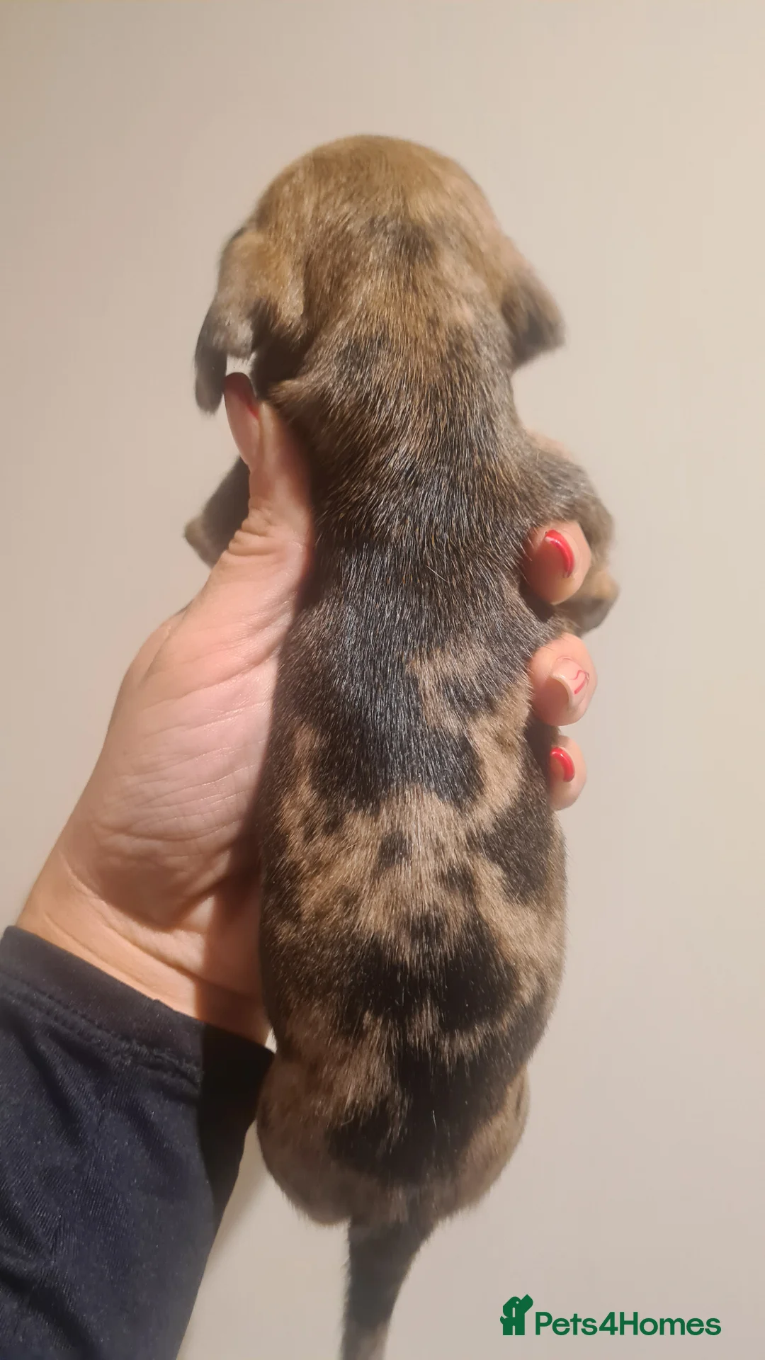 Miniature Dachshund dogs for sale: Beautiful bundle of boy mini daxies 5 boys left  - Advert 20