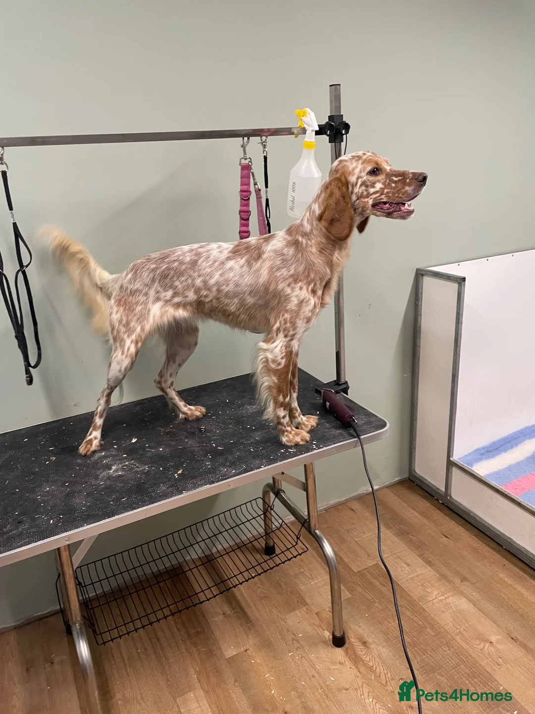 English Setter dogs for sale: Exceptional KC working line - Advert 9