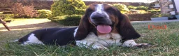 Basset Hound dogs for sale: Basset Hound puppies for sale - Advert 5