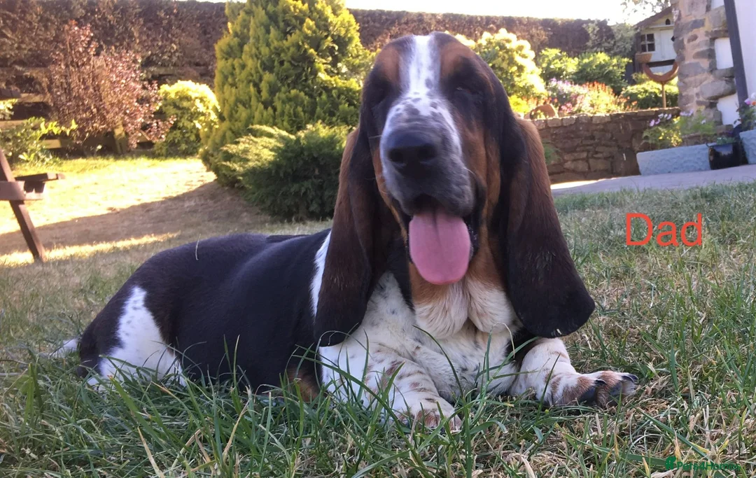 Basset Hound dogs for sale: Basset Hound puppies for sale - Advert 5