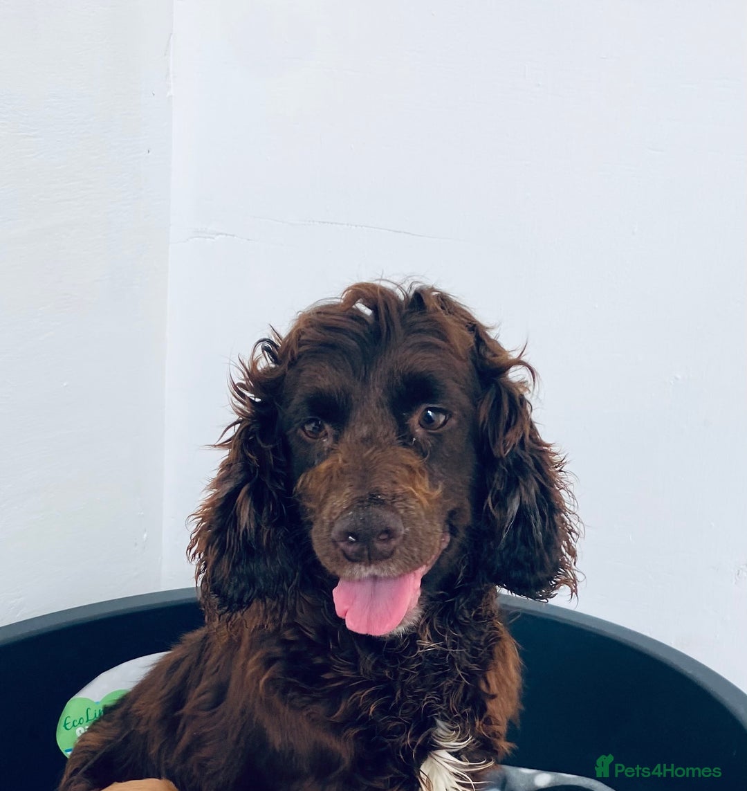 Cocker Spaniel dogs for sale: Beautiful boy cocker spaniel - Advert 2