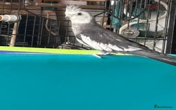 Cockatiels birds for sale: X4 Cockatiels 2 breeding pairs - Image 7