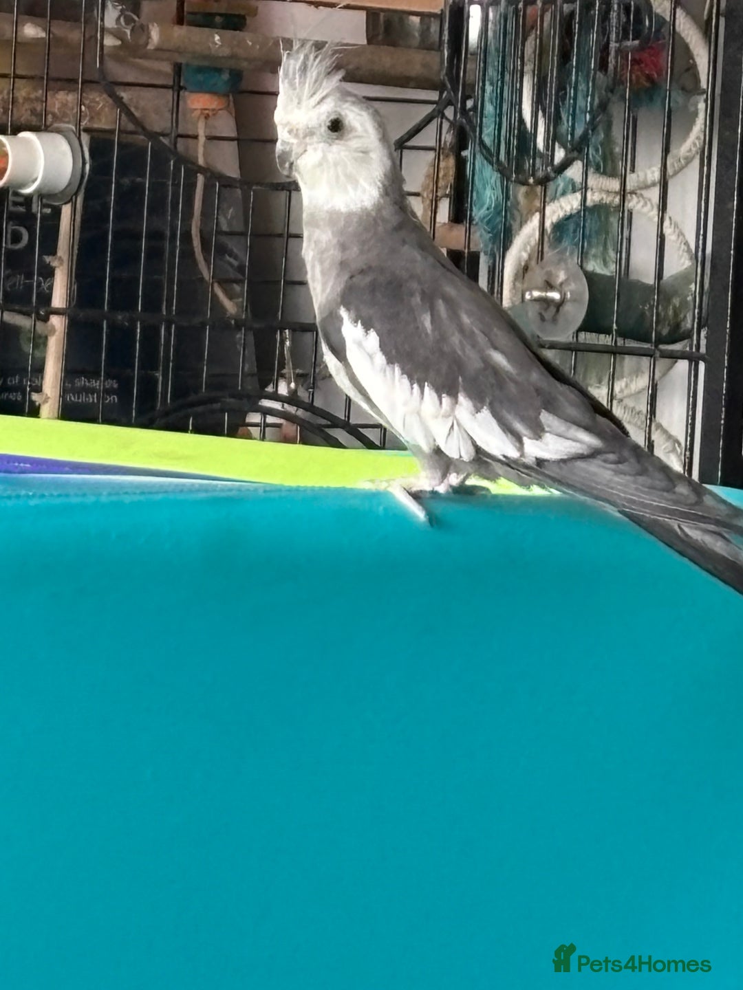 Cockatiels birds for sale: X4 Cockatiels 2 breeding pairs - Image 7