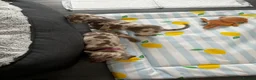 Miniature Dachshund dogs for sale: ✨2 miniature dachshund puppies READY TO LEAVE✨ - Advert 14