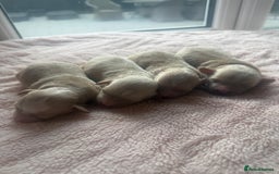 Maltipoo dogs for sale: BEAUTIFUL MALTIPOO F1 BOYS AND GIRLS AVAILABLE  - Image 5