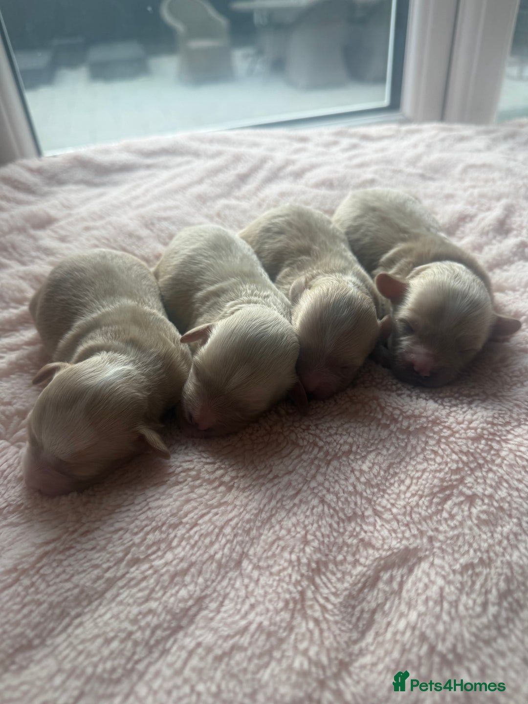 Maltipoo dogs for sale: BEAUTIFUL MALTIPOO F1 BOYS AND GIRLS AVAILABLE  - Image 5