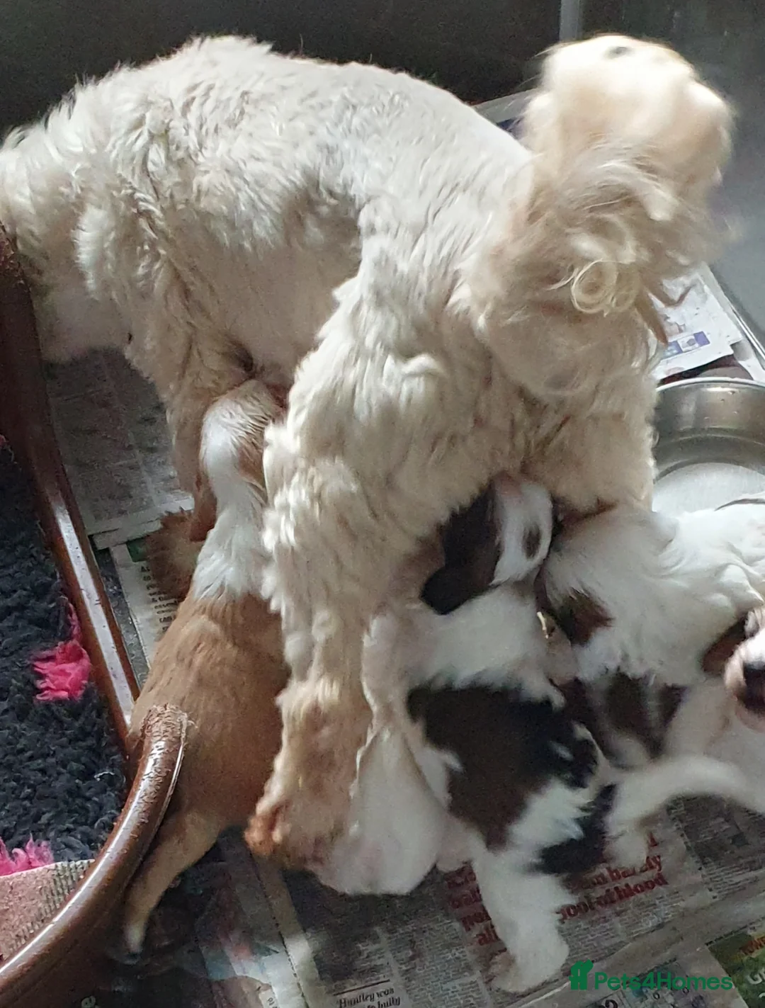 Tibetan Terrier dogs for sale: Stunning KCreged Tibetan terriers  in Trimdon Station - Advert 2